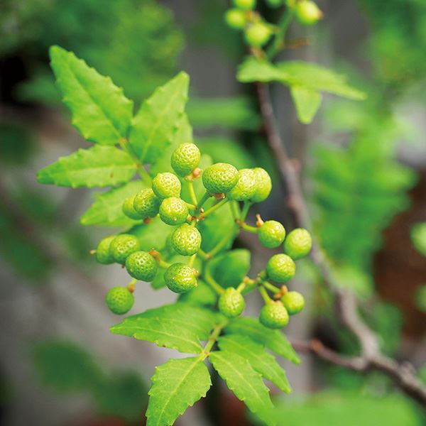 有用植物苗 朝倉実山椒(サンショウ) ポット苗 1株 送料無料