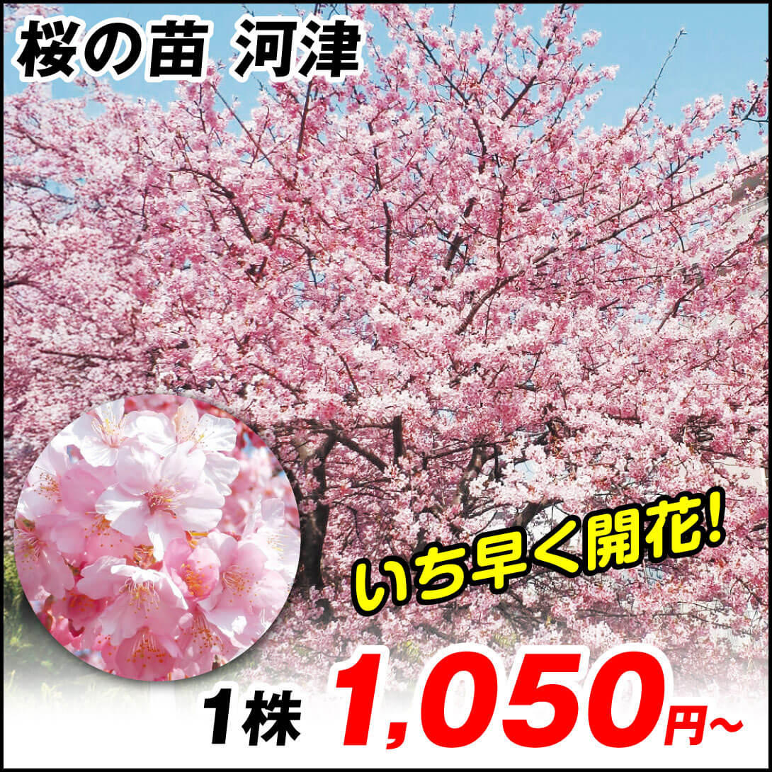 花木苗 桜 河津 1株