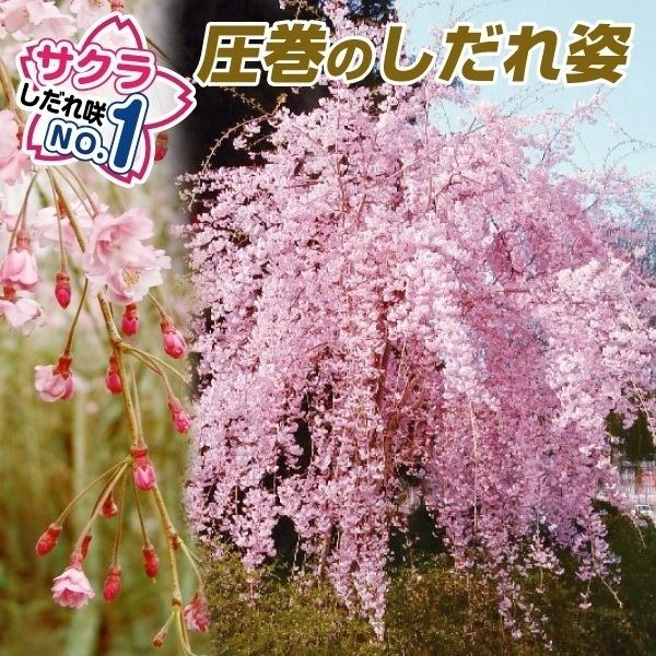 花木苗 桜 平安しだれ