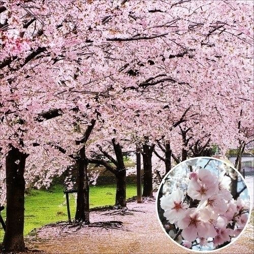 花木苗 桜 染井吉野
