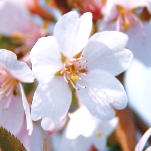 花木苗 桜 四季桜