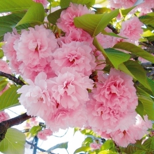 花木苗 桜 関山 1株