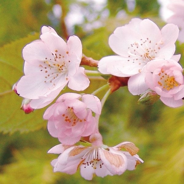 花木苗 桜 十月桜