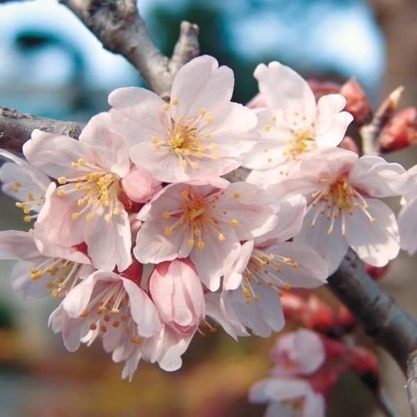 花木苗 桜 啓翁桜