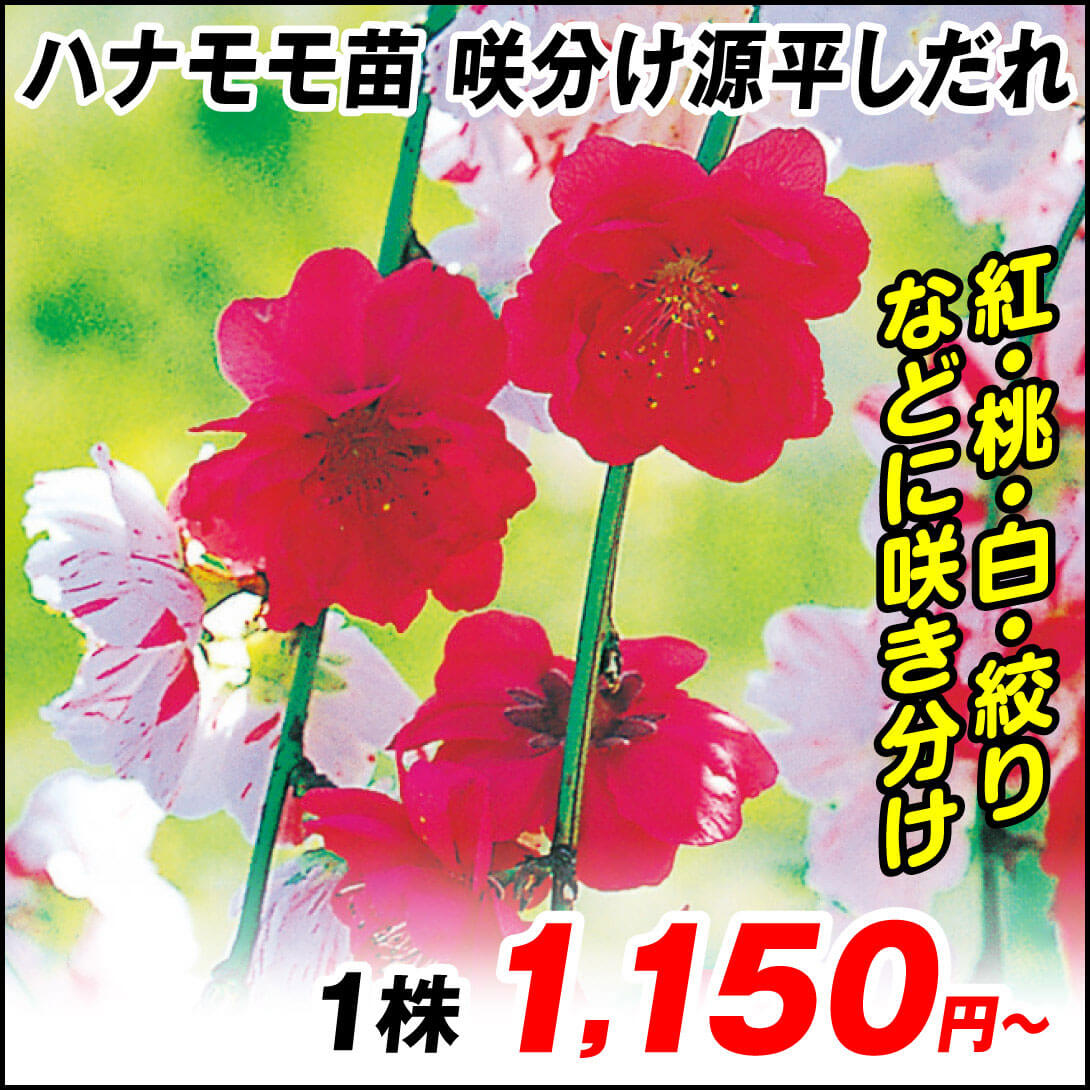 花木苗 花桃 咲分け源平しだれ
