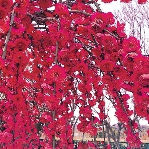 花木苗 花梅 紅しだれ