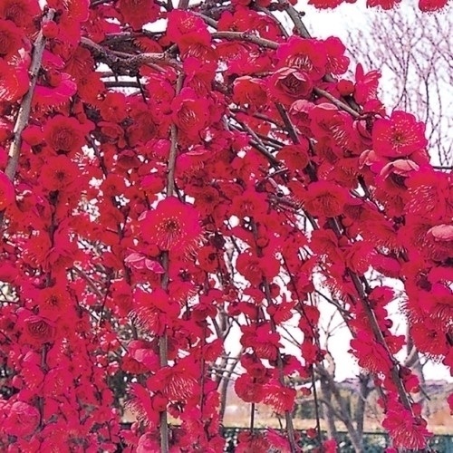 花木苗 花梅 紅しだれ 1株