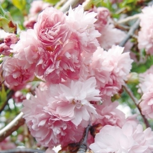 花木苗 桜 菊しだれ