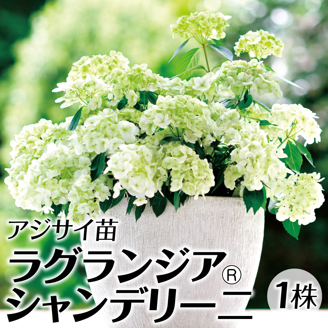 花木苗 アジサイ ラグランジアRシャンデリーニ（品種登録出願中） 1株