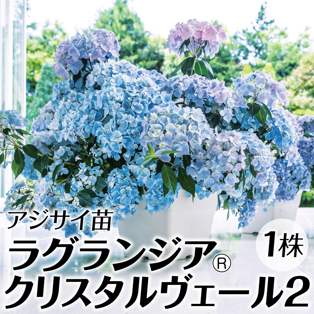 花木苗 アジサイ ラグランジア(R) クリスタルヴェール2 品種登録出願予定 1株