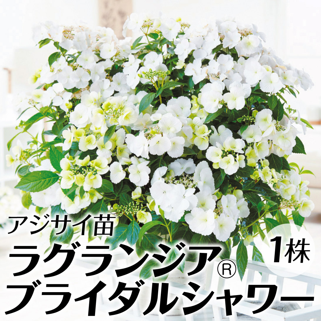 花木苗 アジサイ ラグランジア（R) ブライダルシャワー 品種登録出願中 1株