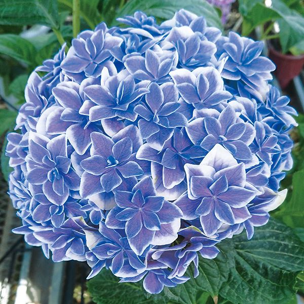 花木苗 アジサイ 月の女神 品種登録出願中 1株