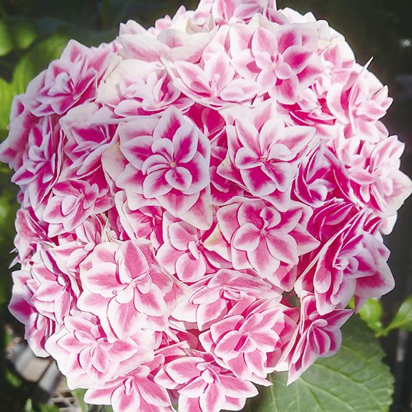 花木苗 アジサイ 花鳥風月 品種登録出願中 1株