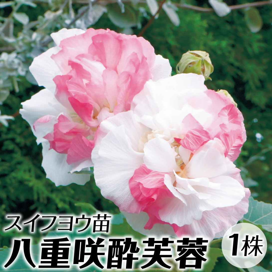 花木苗 八重咲酔芙蓉 1株