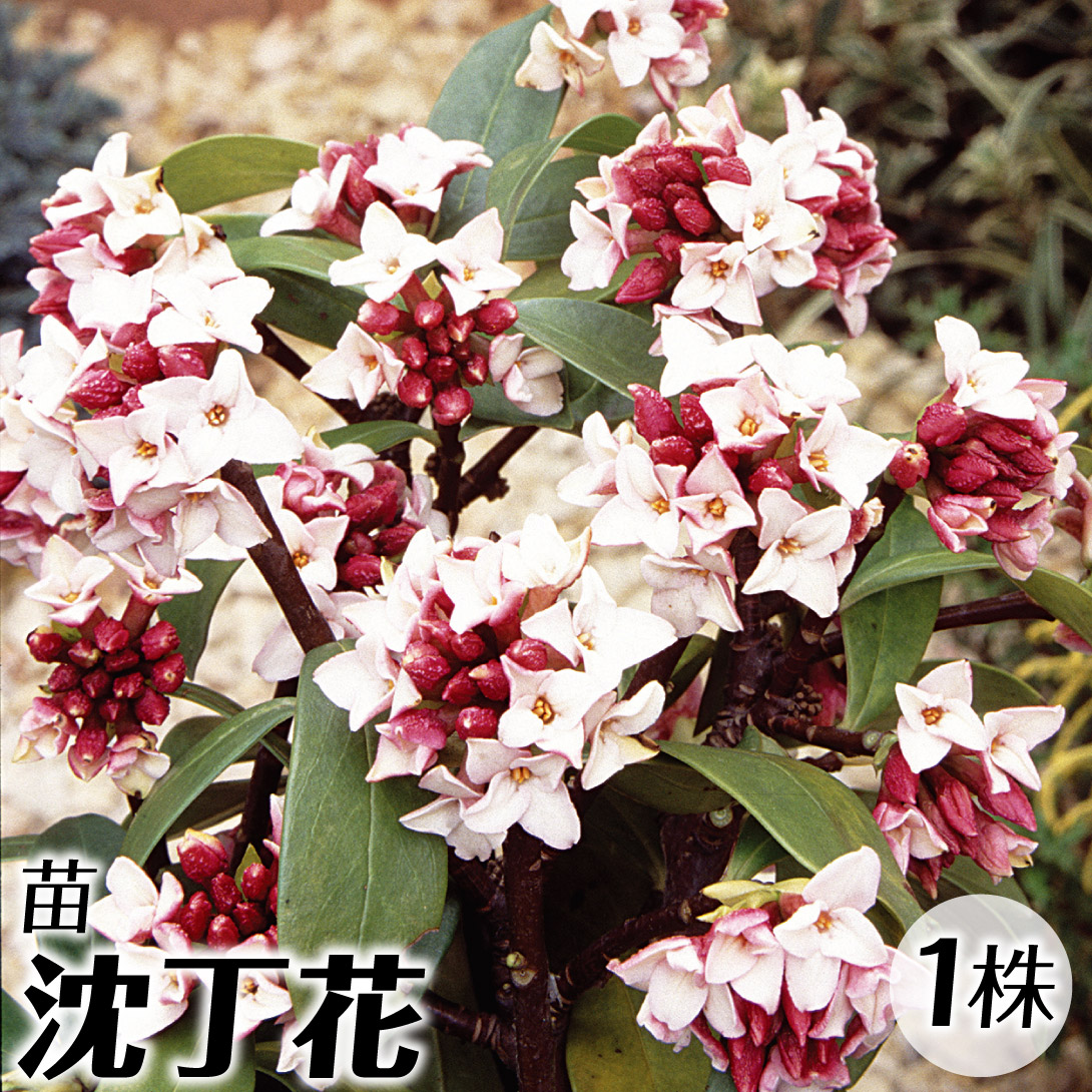 花木苗 沈丁花 1株