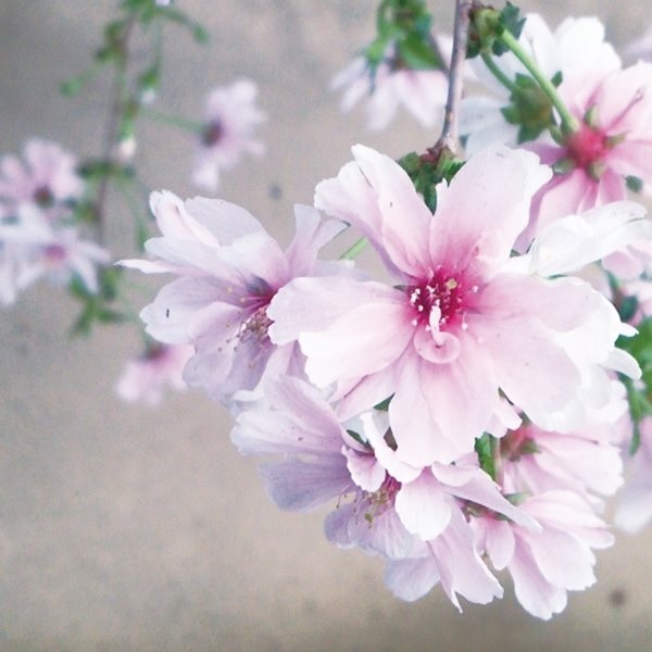 花木苗 フジザクラ 招福 1株