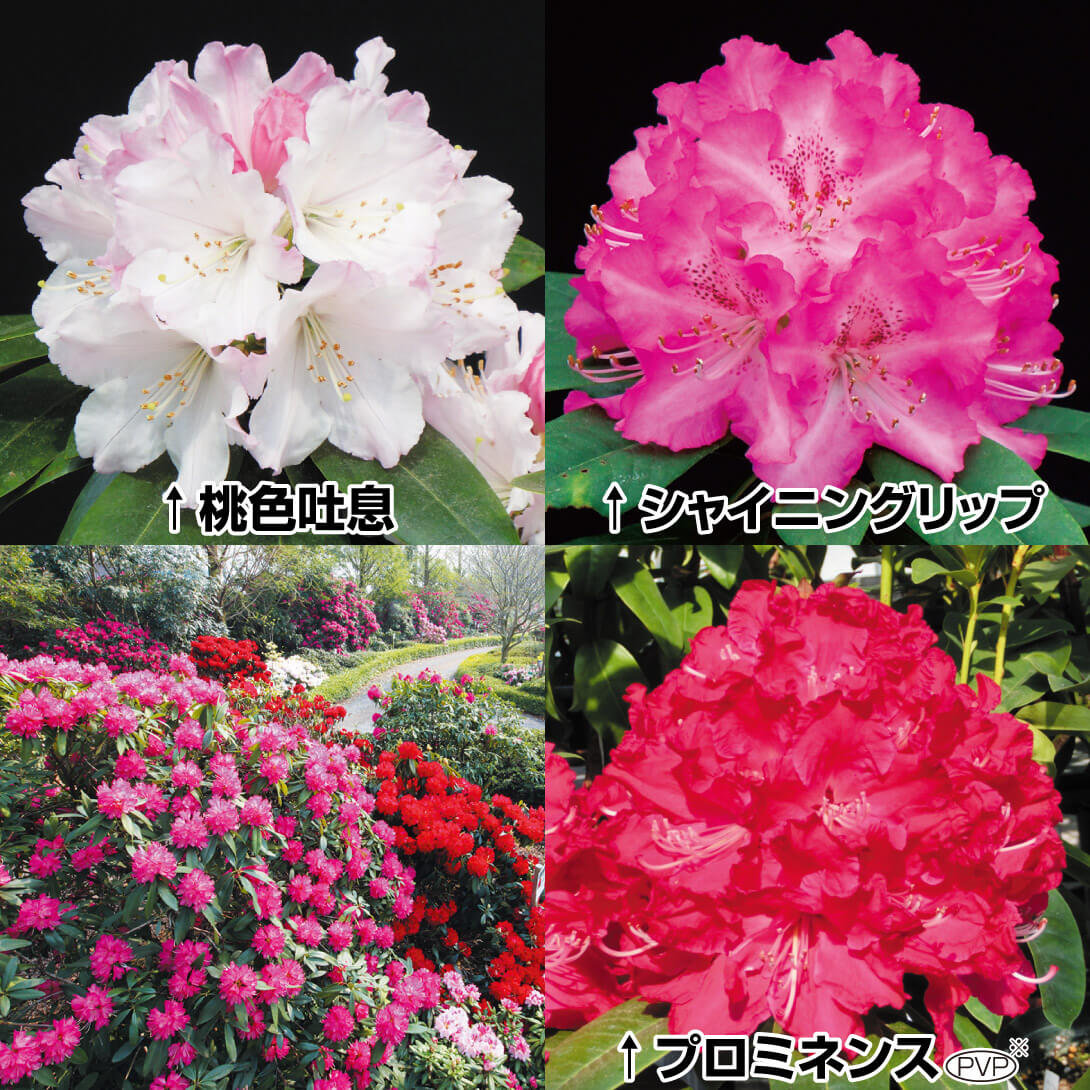 花木苗 西洋シャクナゲ スーパーローディー（R）セット 3種3株