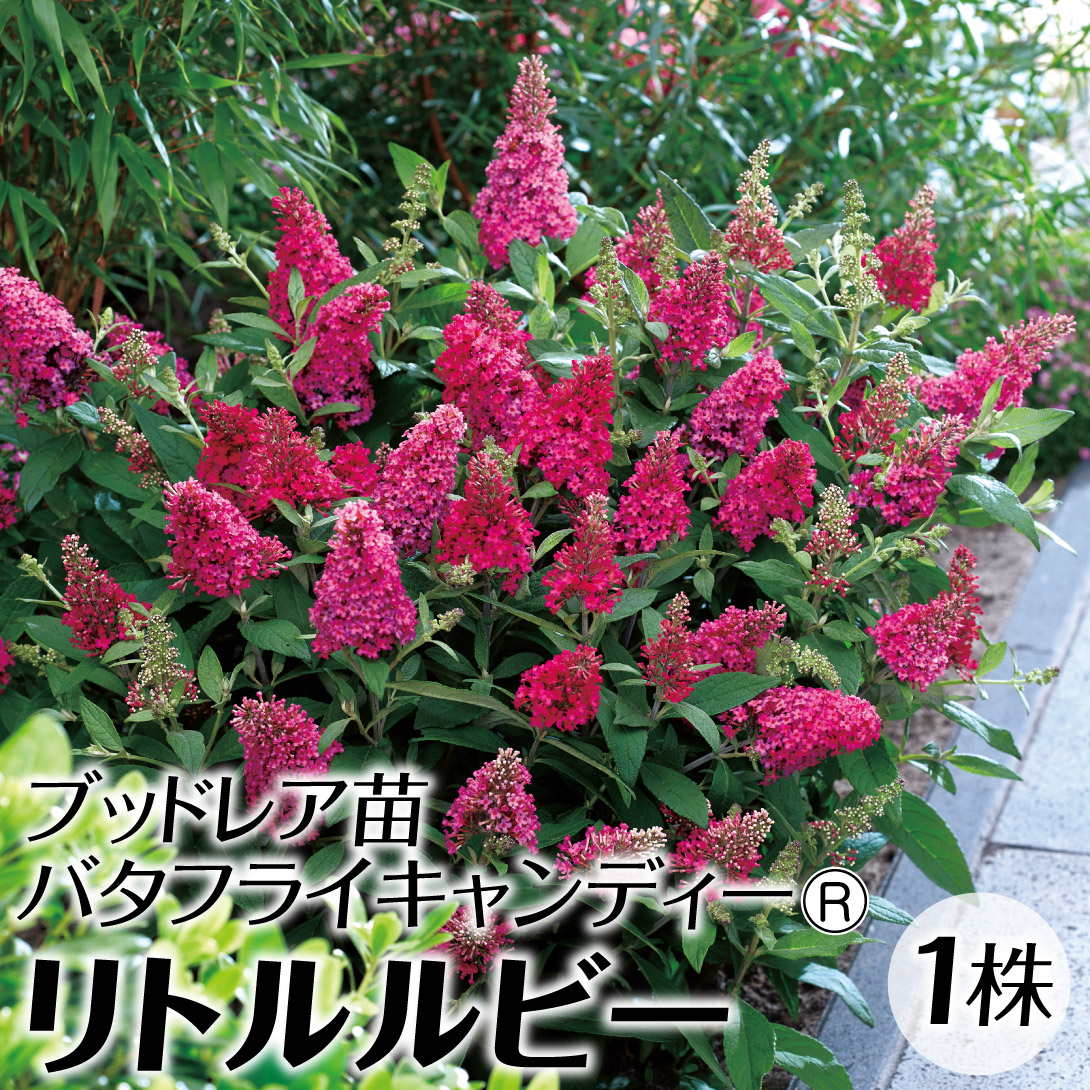花木苗 ブッドレア バタフライキャンディーR リトルルビー 品種登録出願中 1株