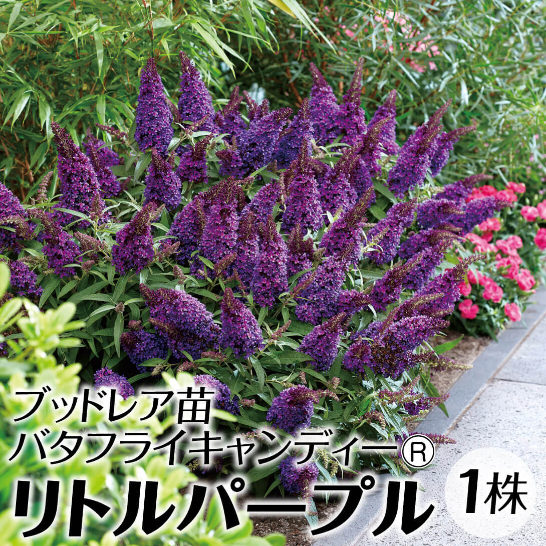 花木苗 ブットレア バタフライキャンディーR リトルパープル 品種登録出願中 1株