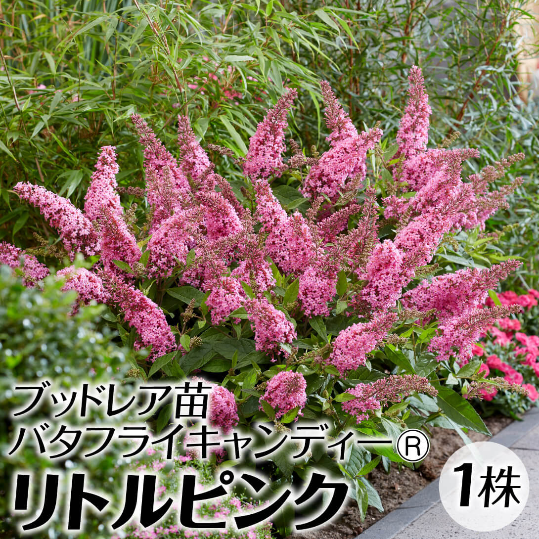 花木苗 ブットレア バタフライキャンディーR リトルピンク 品種登録出願中 1株
