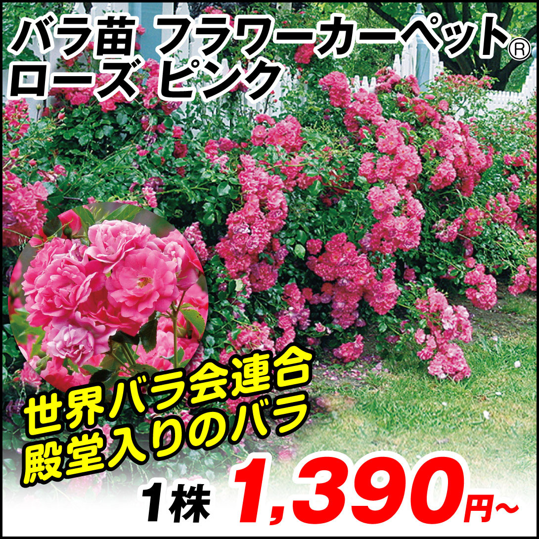 フラワーカーペットRローズピンク