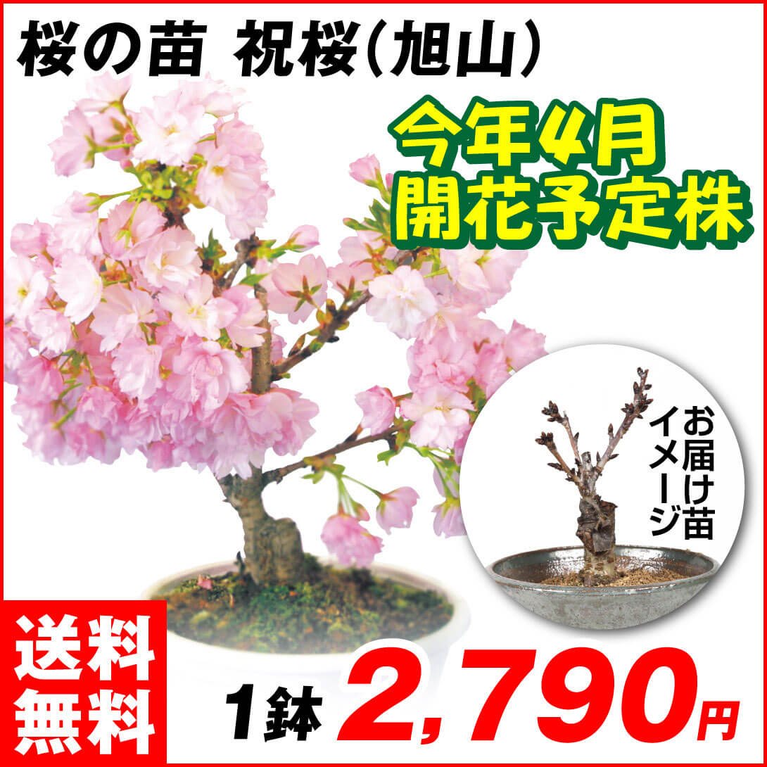 桜 祝桜(旭山) 1鉢 送料無料