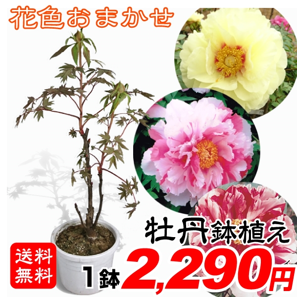 送料無料 鉢花 花色おまかせ牡丹の鉢植え 開花株 1鉢