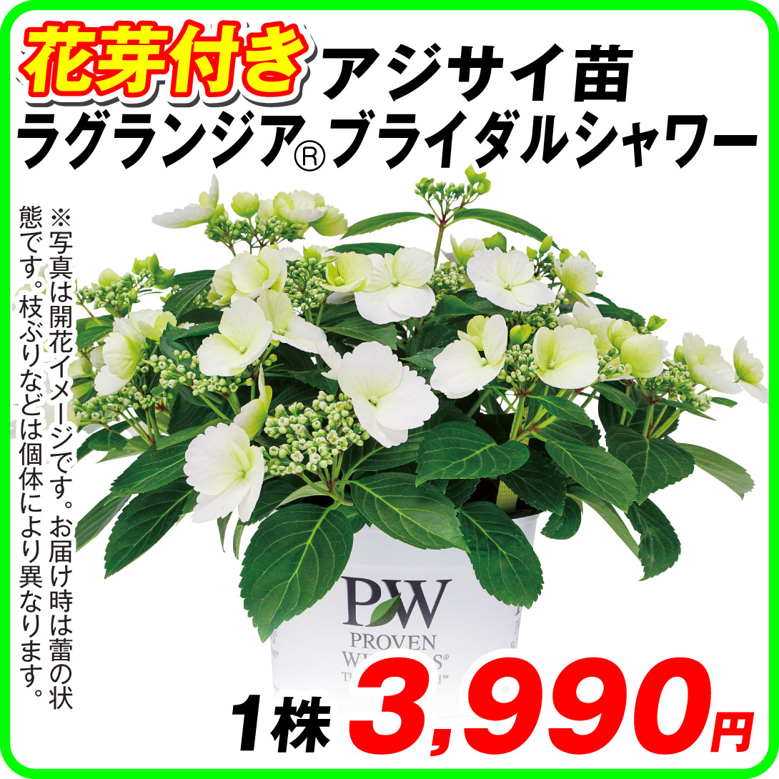 花木苗 花芽付きアジサイ ラグランジア（R) ブライダルシャワー 品種登録出願中 1株