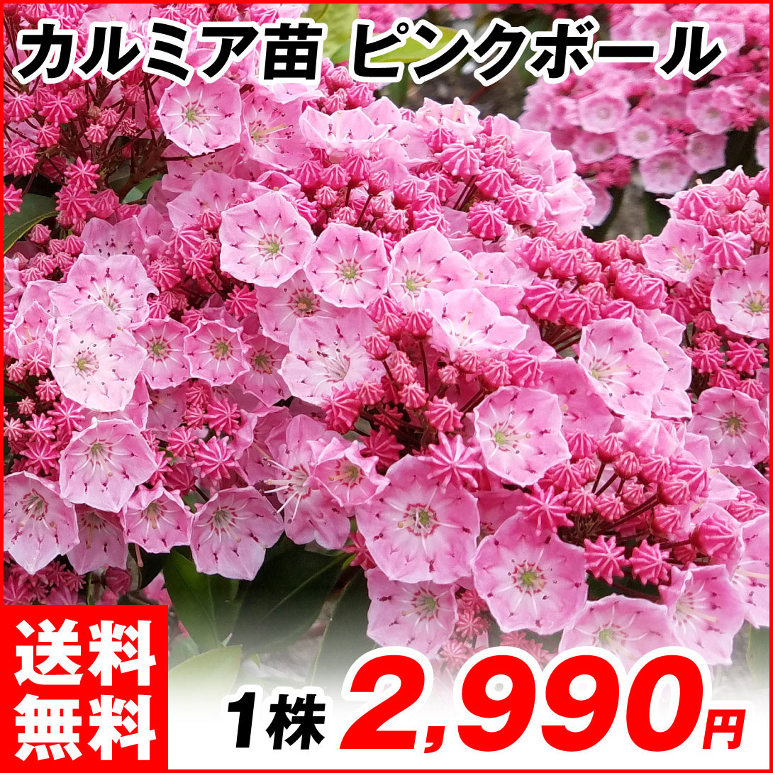 花木苗 カルミア ピンクボール 1株 送料無料