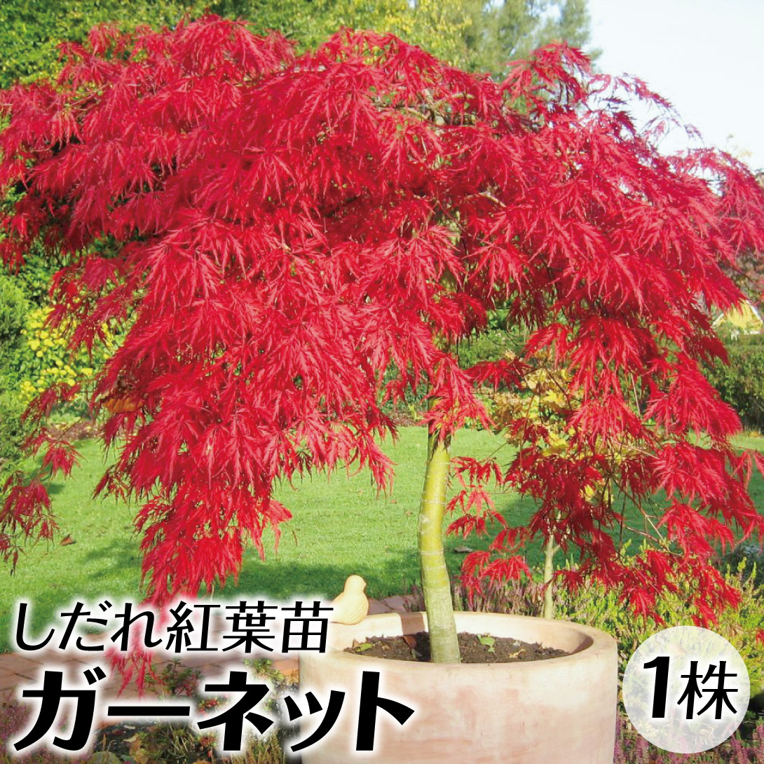 花木苗 もみじ しだれ紅葉 ガーネット 1株