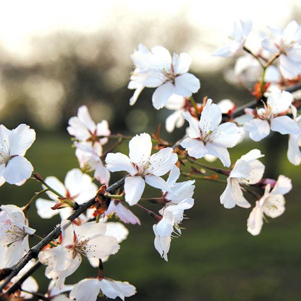 花木苗 桜 富士枝垂れ桜 1株