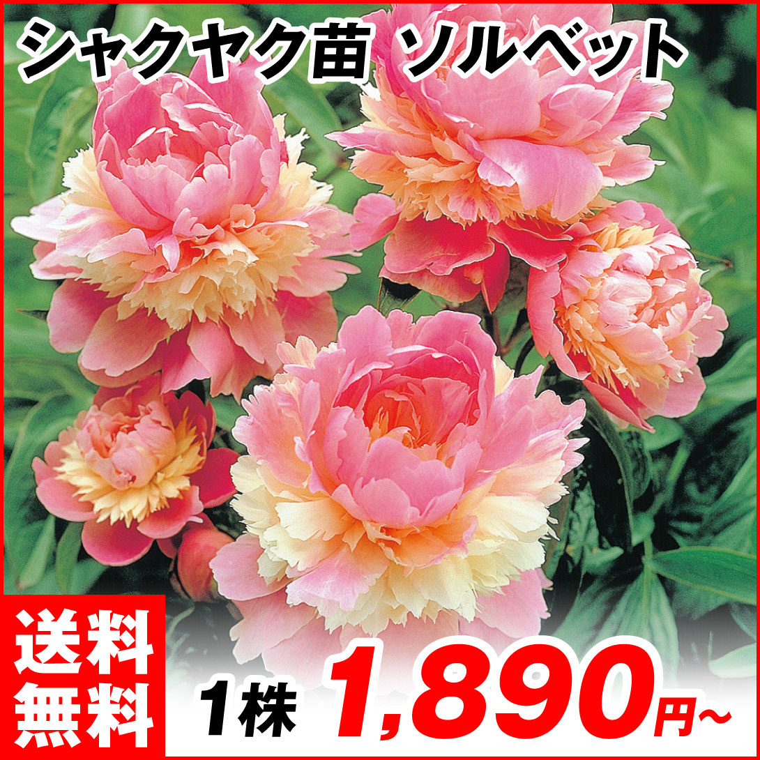 ソルベット