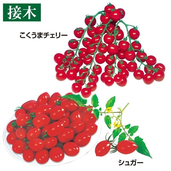 接木野菜苗 ミニトマト お買得ミニトマトセット 2種4株