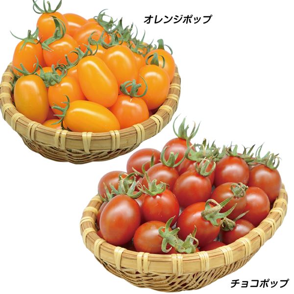 接木野菜苗 ミニトマト ポップカラートマトセット 2種4株