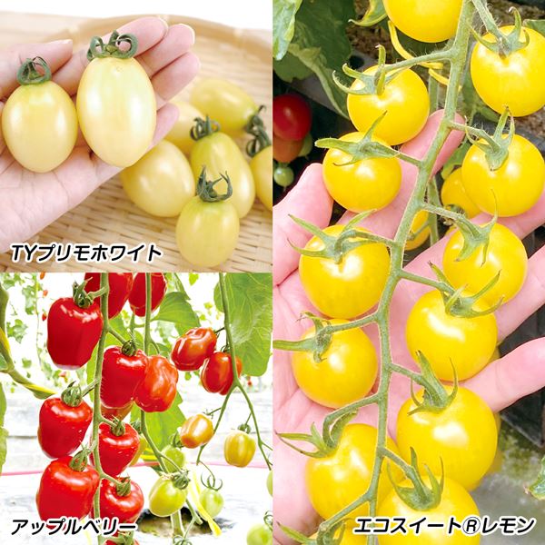 接木野菜苗 トマト 最新ミニトマトセット 3種6株