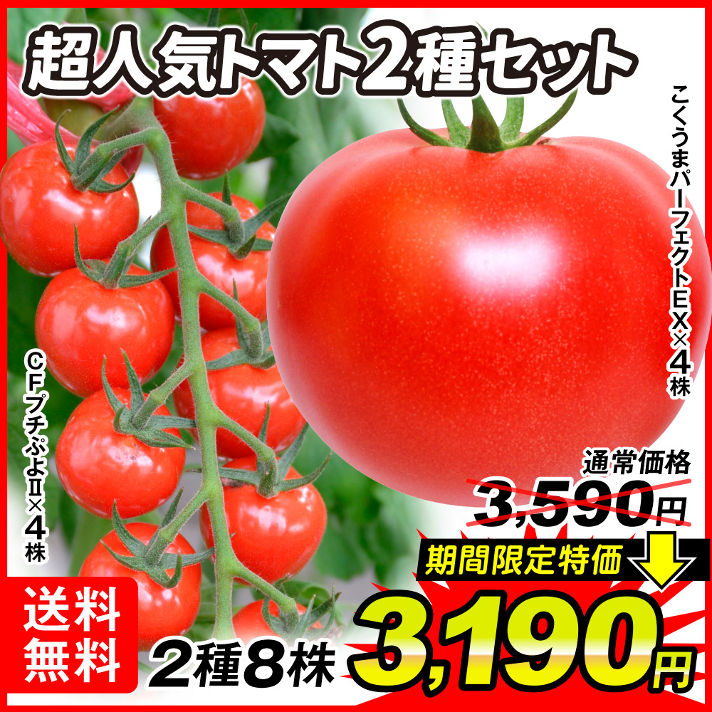 接木野菜苗 超人気トマトセット 2種8株 送料無料