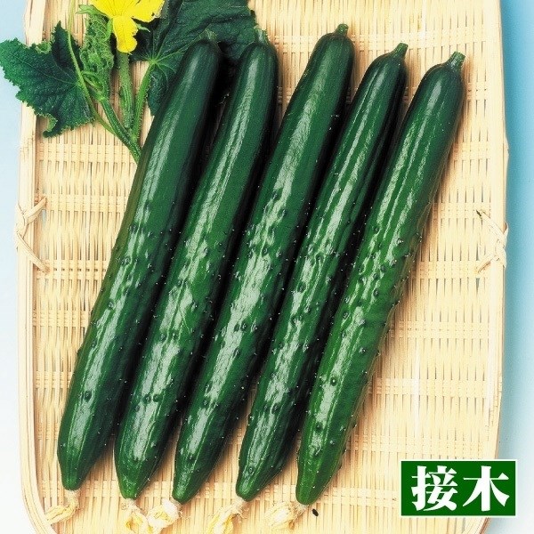 接木野菜苗 キュウリ 接木F1わくわくキュウリ