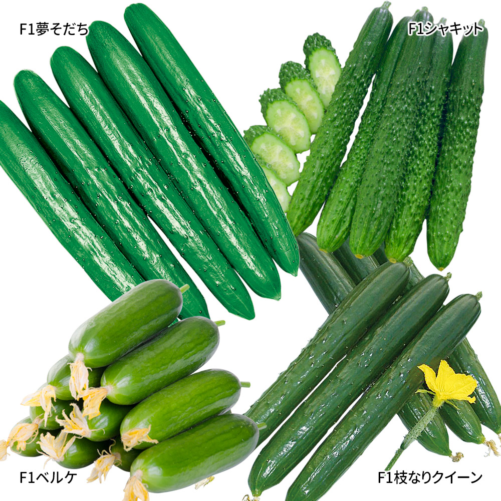 接木野菜苗 接木キュウリ苗お試しセット 4種4株 送料無料