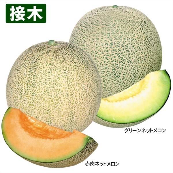 接木野菜苗 メロン お買得ネットメロンセット 2種4株