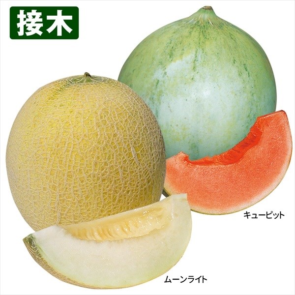 接木野菜苗 メロン 人気メロンセット 2種4株