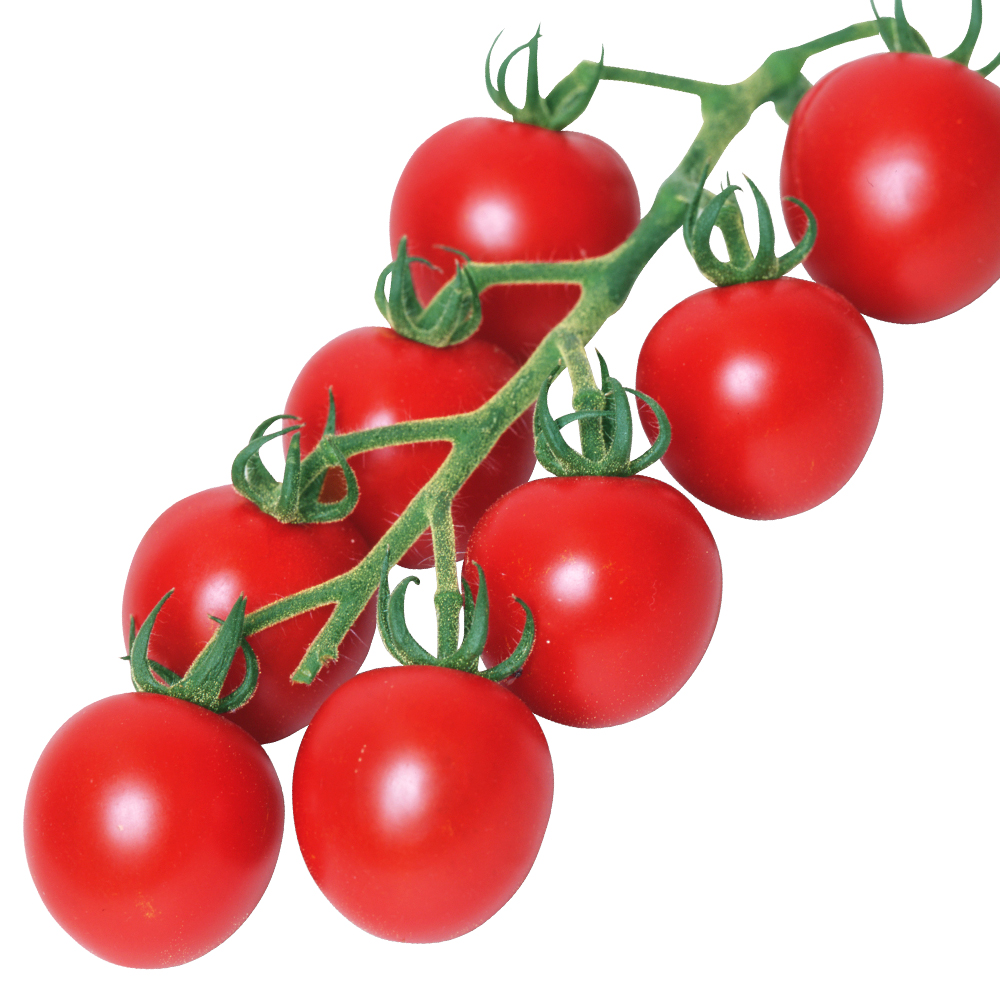 種 野菜たね トマト F1新中玉トマト 1袋（0.5ml）
