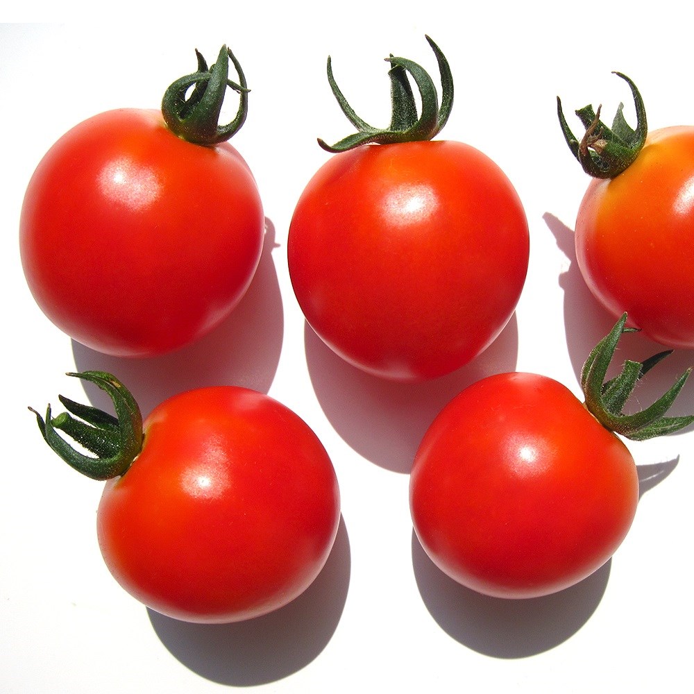 種 野菜たね トマト ひとくちトマト 1袋（0.5ml）