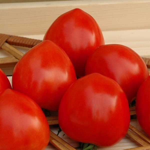 種 野菜たね トマト F1スウィーティ 1袋（8粒）