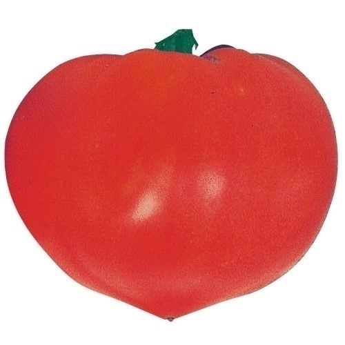 種 野菜たね トマト ファースト 1袋（0.5ml）
