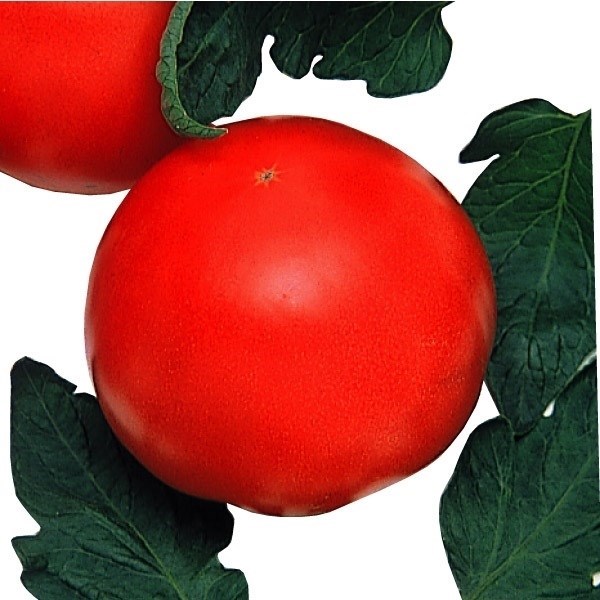 種 野菜たね トマト ポンテローザ 1袋（1ml）