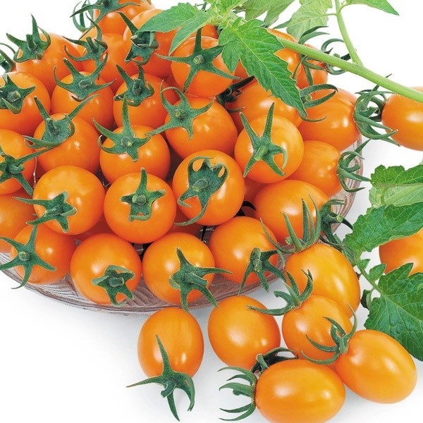 種 野菜たね トマト F1ゴールデンルビー 1袋（5粒）