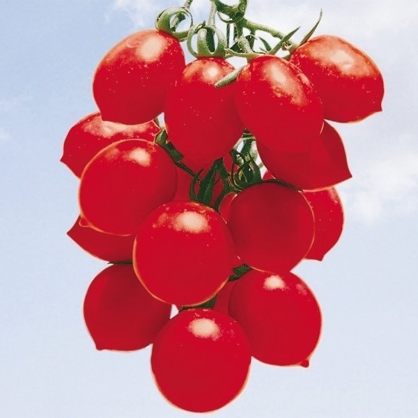 種 野菜たね トマト イタリアミニトマト 1袋（0.5ml）