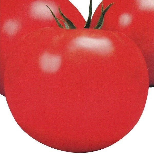 種 野菜たね トマト F1美完 1袋（1ml）