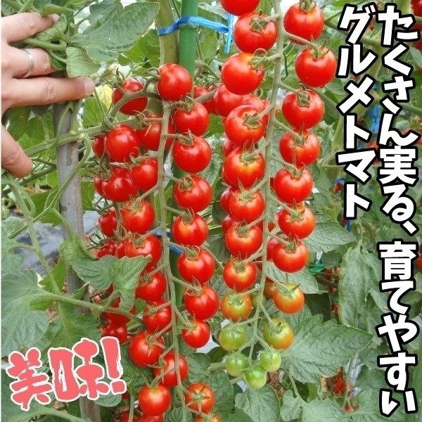 種 野菜たね トマト F1豊産うまトマト 1袋（6粒）