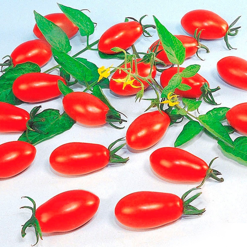 種 野菜たね トマト F1ミニプラム 1袋（6粒）